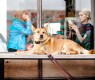 Hunde in der Gastronomie