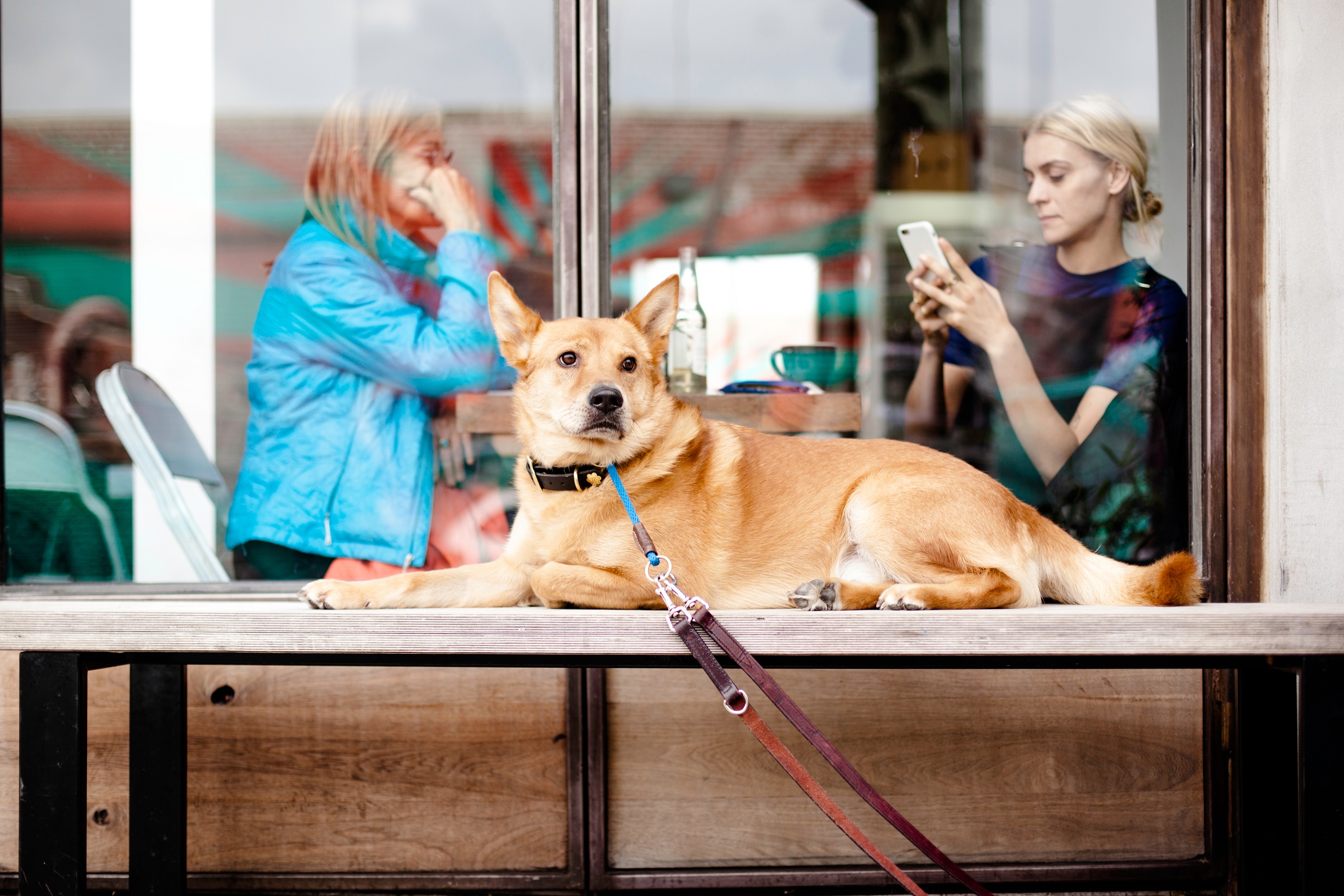 Mit hund intim frau Der leckende