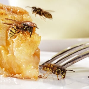 Insektenbekämpfung